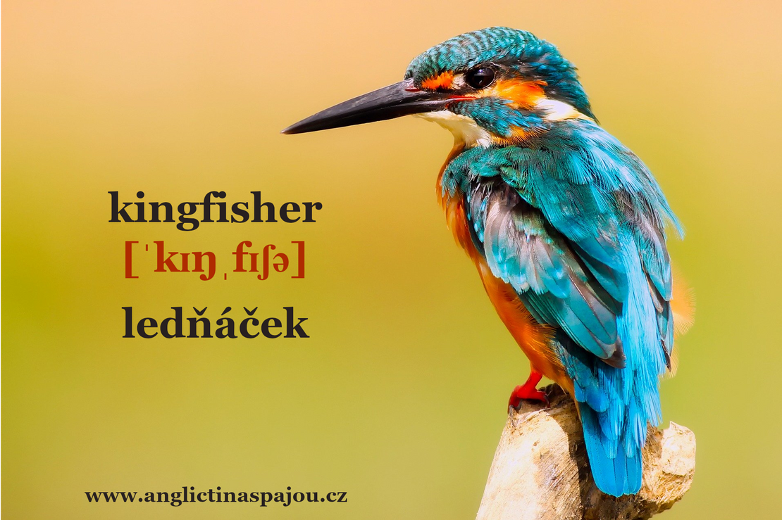 Kingfisher